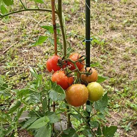 Apartman Alpennelke Family Bohinjska Bela