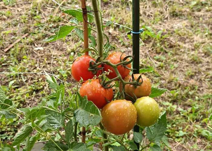 Apartamento Alpennelke Family Bohinjska Bela