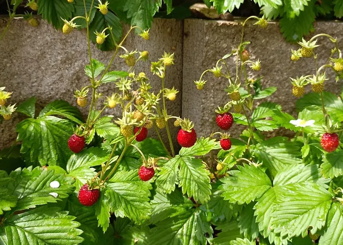 Alpennelke Family Bohinjska Bela